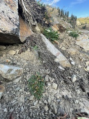 Sibbaldia procumbens