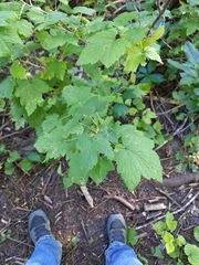 Ribes americanum
