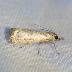 Microcrambus polingi