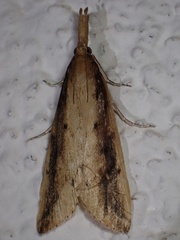 Schoenobius gigantella