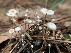 Strobilurus conigenoides