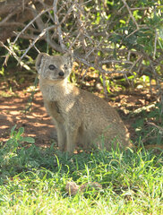 Cynictis penicillata penicillata