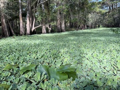 Pistia stratiotes