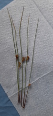 Juncus filiformis
