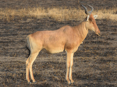Alcelaphus buselaphus cokii