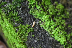 Allopeas gracile