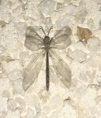 Nemoleontini