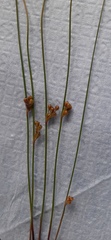 Juncus filiformis