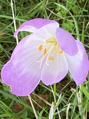 Colchicum speciosum