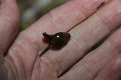 Stanisicarion freycineti