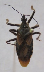 Apiomerus