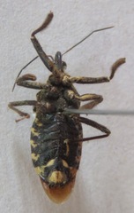 Apiomerus
