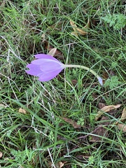 Colchicum speciosum