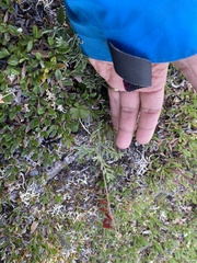 Astragalus australis