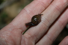 Stanisicarion freycineti