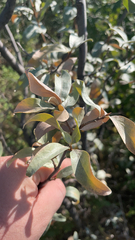 Elaeagnus commutata