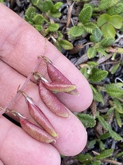 Astragalus australis