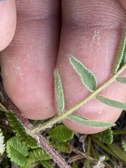 Astragalus australis