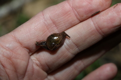 Stanisicarion freycineti