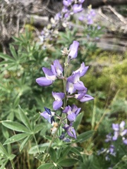 Lupinus argenteus