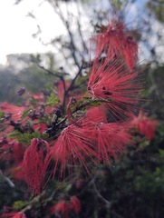 Calliandra hirsuta