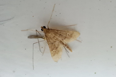 Dolicharthria punctalis