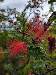 Calliandra hirsuta