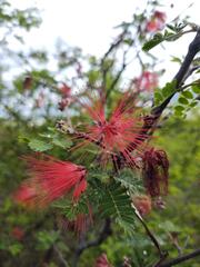 Calliandra hirsuta