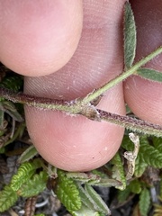 Astragalus australis