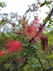 Calliandra hirsuta