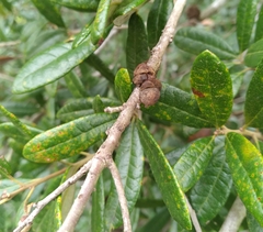 Disholcaspis quercusvirens