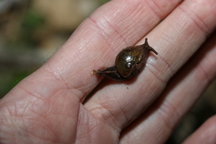 Stanisicarion freycineti