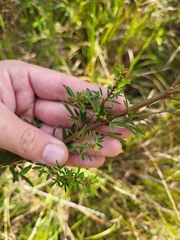 Lespedeza virginica