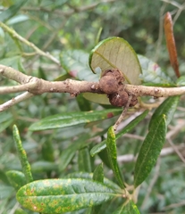 Disholcaspis quercusvirens