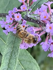Apis mellifera