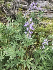 Lupinus argenteus