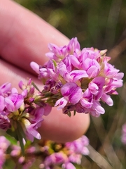 Lespedeza virginica