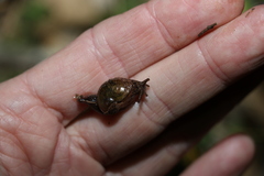 Stanisicarion freycineti