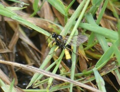Colpotrochia cincta
