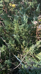 Juniperus horizontalis