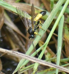 Colpotrochia cincta