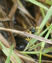 Colpotrochia cincta