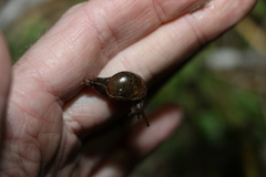 Stanisicarion freycineti