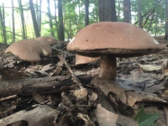 Tylopilus rubrobrunneus