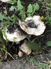 Agaricus bitorquis