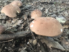 Tylopilus rubrobrunneus