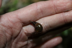 Stanisicarion freycineti