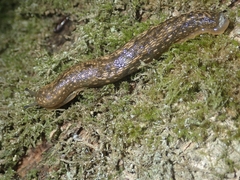 Geomalacus maculosus