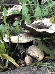 Agaricus bitorquis