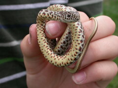Coluber constrictor flaviventris